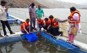 Allocated fish stock to seven fishermen fisheries organizations | सातपुडय़ातील मच्छिमार संस्थांना सव्वा लाख मत्स्यबिजांचे वाटप Allocated fish stock to seven fishermen fisheries organizations | सातपुडय़ातील मच्छिमार संस्थांना सव्वा लाख मत्स्यबिजांचे वाटप