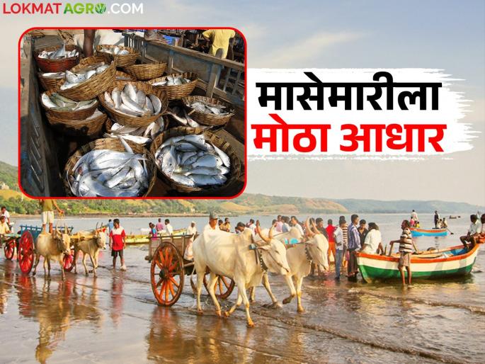 These 5 benefits will be available to farmers and fishermen after giving fisheries the status of agriculture; Read in detail | मत्स्यव्यवसायाला कृषीचा दर्जा दिल्यामुळे शेतकरी व मच्छिमारांना होणार 'हे' ५ फायदे; वाचा सविस्तर