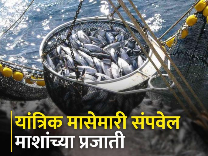 Restrictions on immature fishing, buying and selling are true but how to implement it? | अपरिपक्व मासेमारी, खरेदी-विक्री यावर निर्बंध लावले खरे पण त्याची अंमलबजावणी करायची कशी? Restrictions on immature fishing, buying and selling are true but how to implement it? | अपरिपक्व मासेमारी, खरेदी-विक्री यावर निर्बंध लावले खरे पण त्याची अंमलबजावणी करायची कशी?