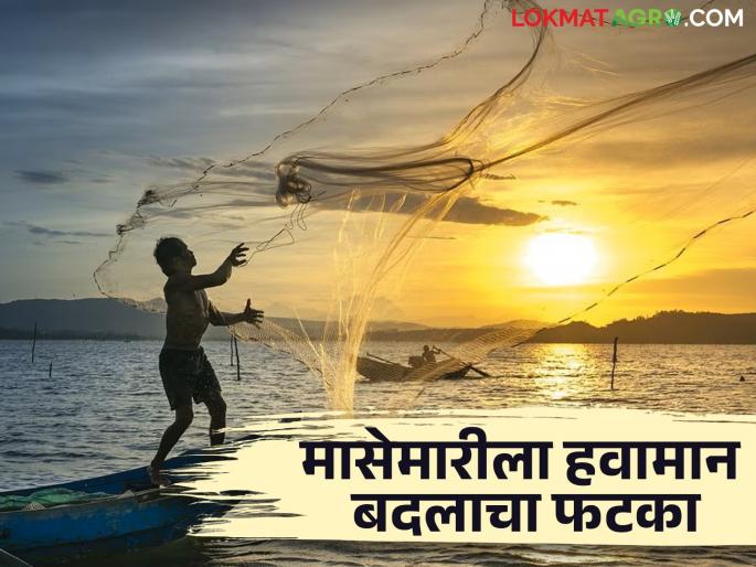 Many species of fish are endangered due to climate change, water pollution | हवामान बदल, जलप्रदूषणामुळे माशांच्या अनेक प्रजाती धोक्यात Many species of fish are endangered due to climate change, water pollution | हवामान बदल, जलप्रदूषणामुळे माशांच्या अनेक प्रजाती धोक्यात