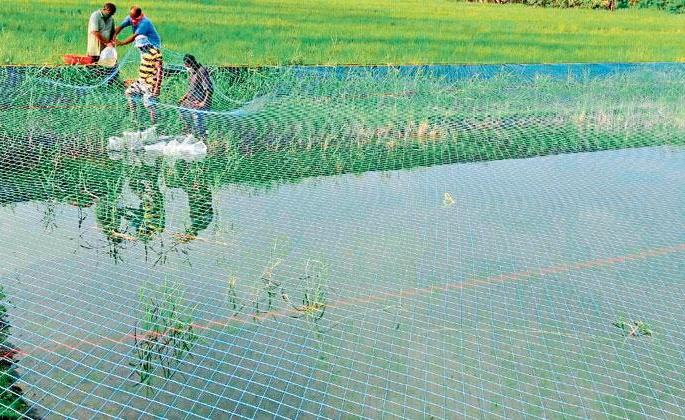 Billions of rupees lost due to abandonment of old farmers in fisheries scheme | मत्स्यशेती योजनेत जुन्या शेतकऱ्यांना डावलल्याने कोट्यवधींचा फटका Billions of rupees lost due to abandonment of old farmers in fisheries scheme | मत्स्यशेती योजनेत जुन्या शेतकऱ्यांना डावलल्याने कोट्यवधींचा फटका