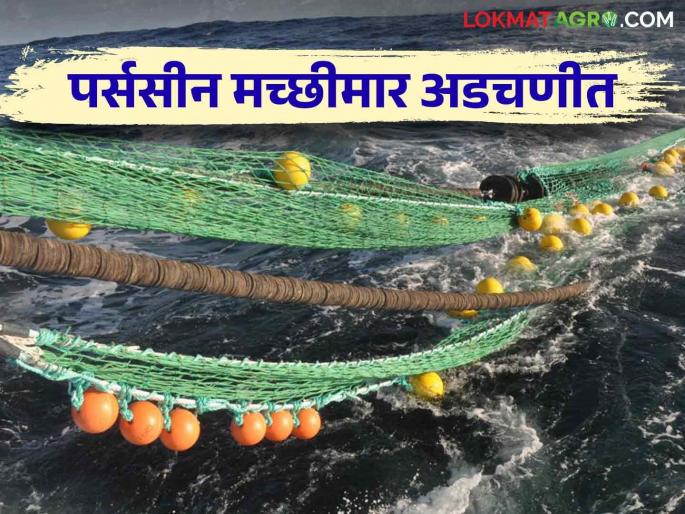Fishing Ban: Ban on purse sein net fishing in maritime districts in the state | Fishing Ban : राज्यात सागरी जिल्ह्यांतील पर्ससीन नेट फिशिंगवर निर्बंध