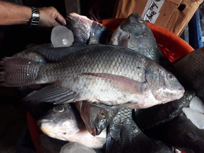 Stolen fish from Pench, Gasekhurd in Nagpur | पेंच, गोसेखुर्दतील चोरीचे मासे नागपुरात Stolen fish from Pench, Gasekhurd in Nagpur | पेंच, गोसेखुर्दतील चोरीचे मासे नागपुरात