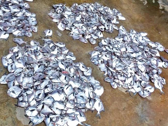 Do not rush to allow fishing | मासेमारी परवानगीची घाई नको; बंदी कालावधी वाढवून द्या Do not rush to allow fishing | मासेमारी परवानगीची घाई नको; बंदी कालावधी वाढवून द्या