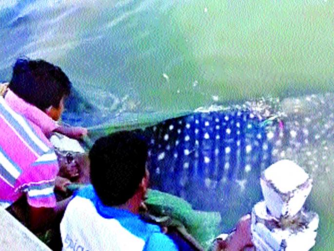 Rarely saving fish is 25 thousand, state government plan | दुर्मीळ मासा वाचविल्यास २५ हजार , राज्य शासनाची योजना Rarely saving fish is 25 thousand, state government plan | दुर्मीळ मासा वाचविल्यास २५ हजार , राज्य शासनाची योजना