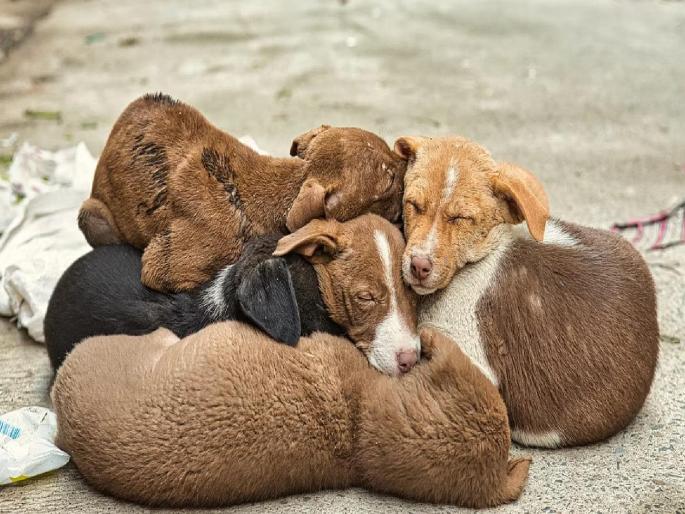 Five puppies were burnt alive by two women in Uttar Pradesh's Merrut | दोन महिलांनी कुत्र्याच्या पाच पिल्लांना जिवंत जाळलं; कारण ऐकून तुम्हीही लावाल डोक्याला हात Five puppies were burnt alive by two women in Uttar Pradesh's Merrut | दोन महिलांनी कुत्र्याच्या पाच पिल्लांना जिवंत जाळलं; कारण ऐकून तुम्हीही लावाल डोक्याला हात