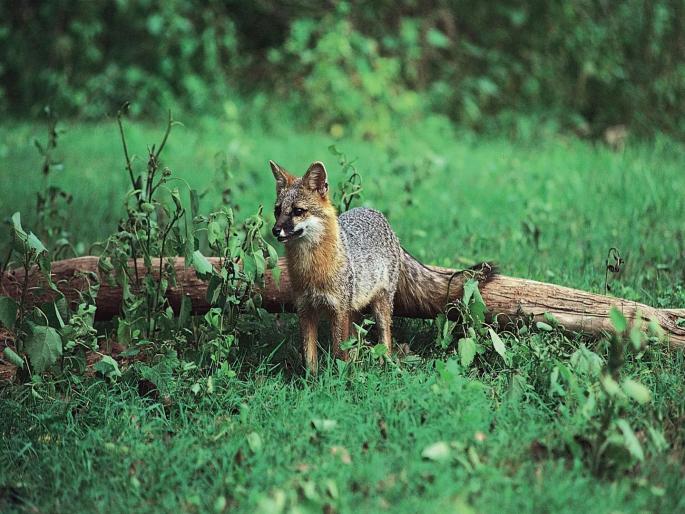 While rescuing a fox that fell into a well in Jalgaon, he bit and injured a forest official | विहिरीत पडलेल्या कोल्ह्याला वाचवायला गेला अन् त्यानेच घेतला वन कर्मचाऱ्याला चावा While rescuing a fox that fell into a well in Jalgaon, he bit and injured a forest official | विहिरीत पडलेल्या कोल्ह्याला वाचवायला गेला अन् त्यानेच घेतला वन कर्मचाऱ्याला चावा