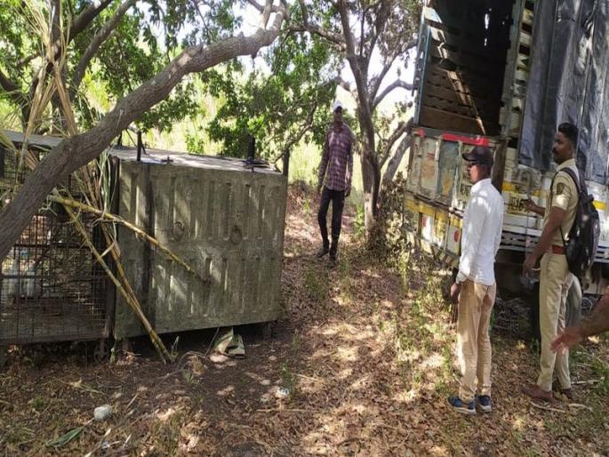 The leopard that escaped from the well finally got trapped in the cage ?; There is also talk of a leopard escaping from a well | विहिरीतून हुलकावली देणारा बिबट्या अखेर पिंजऱ्यात अडकला?; विहिरीतून पळालेला बिबट्या दुसरा असल्याचीही चर्चा