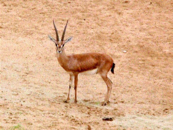 Does anyone 'give water, water?', Government's depression over | कोणी ‘पाणी देता का, पाणी?’, शासनाची उदासीनता मुळावर Does anyone 'give water, water?', Government's depression over | कोणी ‘पाणी देता का, पाणी?’, शासनाची उदासीनता मुळावर