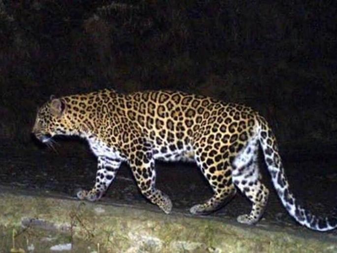 Suspicious death of male leopard in Mahendra forest | महेंद्री जंगलात नर बिबट्याचा संशयास्पद मृत्यू Suspicious death of male leopard in Mahendra forest | महेंद्री जंगलात नर बिबट्याचा संशयास्पद मृत्यू