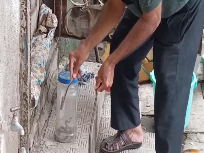 Seven Naneti snakes were found in a house in Akola | अकोल्यात एका घरात आढळले नानेटी जातीचे सात साप Seven Naneti snakes were found in a house in Akola | अकोल्यात एका घरात आढळले नानेटी जातीचे सात साप