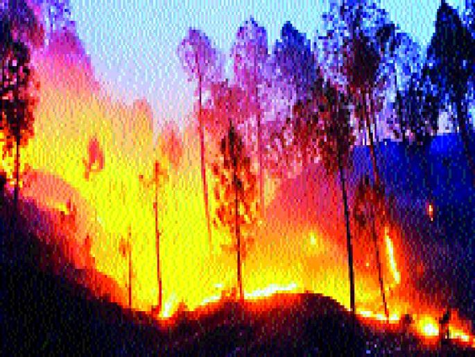 The end of tree and wildlife in the forest, the western part of Khed taluka damages | वणव्यात वृक्ष व वन्यजीवांचा अंत, खेड तालुक्याच्या पश्चिम भागात हानी The end of tree and wildlife in the forest, the western part of Khed taluka damages | वणव्यात वृक्ष व वन्यजीवांचा अंत, खेड तालुक्याच्या पश्चिम भागात हानी