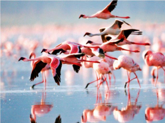 Flamingo Park in Bhandup! 976 crore provision for development of suburban district | भांडुपमध्ये फ्लेमिंगो पार्क! उपनगर जिल्ह्याच्या विकासासाठी ९७६ कोटी रुपयांची तरतूद