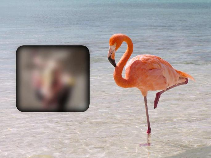 40 flamingos killed in an Emirates flight crash at Ghatkopar on Monday night | घाटकोपर येथे सोमवारी रात्री एमिरेट्सच्या विमानाच्या धडकेत ४० फ्लेमिंगोचा मृत्यू 40 flamingos killed in an Emirates flight crash at Ghatkopar on Monday night | घाटकोपर येथे सोमवारी रात्री एमिरेट्सच्या विमानाच्या धडकेत ४० फ्लेमिंगोचा मृत्यू