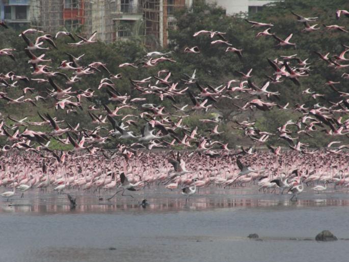 Thousands of migratory birds die mysteriously in Rajasthan’s Sambhar Lake | धक्कादायक! राजस्थानमध्ये हजारो पक्ष्यांचा संशयास्पद मृत्यू Thousands of migratory birds die mysteriously in Rajasthan’s Sambhar Lake | धक्कादायक! राजस्थानमध्ये हजारो पक्ष्यांचा संशयास्पद मृत्यू