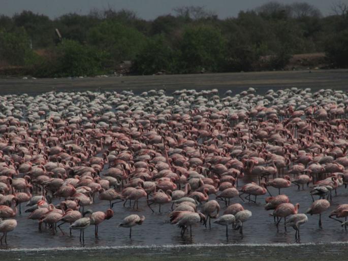 Restrictions on flamingo sanctuary relaxed | फ्लेमिंगो अभयारण्याचे निर्बंध शिथिल; बांधकामांना चालना, कांजूरची मेट्रो कारशेड संवेदनशील क्षेत्राबाहेर  Restrictions on flamingo sanctuary relaxed | फ्लेमिंगो अभयारण्याचे निर्बंध शिथिल; बांधकामांना चालना, कांजूरची मेट्रो कारशेड संवेदनशील क्षेत्राबाहेर