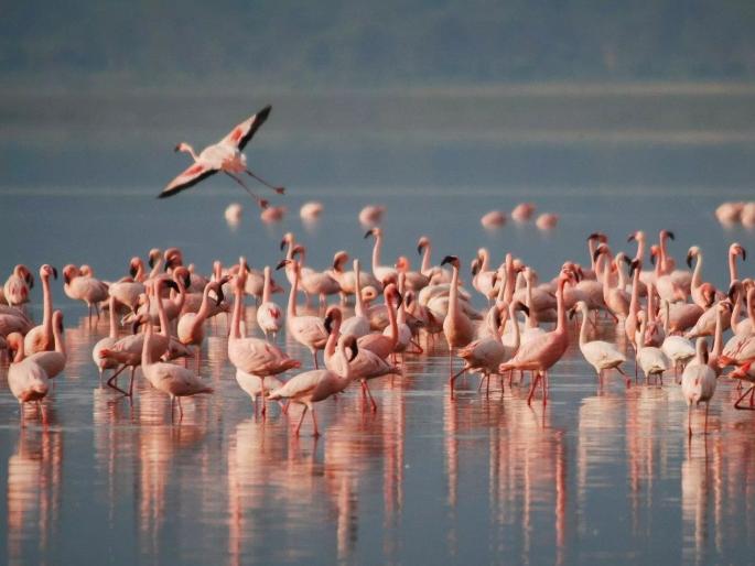 Environmentalists rally for flamingo habitat, hold silent march on World Migratory Bird Day | फ्लेमिंगो अधिवासासाठी पर्यावरणप्रेमींचा एल्गार, जागतिक स्थलांतरित पक्षी दिनानिमित्त मूकमोर्चा Environmentalists rally for flamingo habitat, hold silent march on World Migratory Bird Day | फ्लेमिंगो अधिवासासाठी पर्यावरणप्रेमींचा एल्गार, जागतिक स्थलांतरित पक्षी दिनानिमित्त मूकमोर्चा