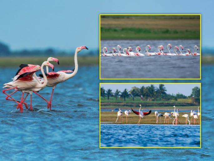 Arrival of 'Flamingo' at Ujani Reservoir after traveling thousands of kilometers | हजारो किलोमीटरचा प्रवास करून उजनी जलाशयावर 'फ्लेमिंगो'चे आगमन Arrival of 'Flamingo' at Ujani Reservoir after traveling thousands of kilometers | हजारो किलोमीटरचा प्रवास करून उजनी जलाशयावर 'फ्लेमिंगो'चे आगमन