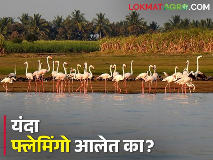 Visit of foreign visitors bird flamingo this year in Hingani project in Ujani dam | उजनी जलाशयामध्ये हिंगणी प्रकल्पात फ्लेमिंगो परदेशी पाहुण्यांची हजेरी Visit of foreign visitors bird flamingo this year in Hingani project in Ujani dam | उजनी जलाशयामध्ये हिंगणी प्रकल्पात फ्लेमिंगो परदेशी पाहुण्यांची हजेरी