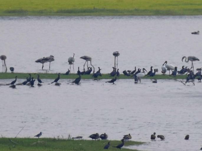 Flamingo's visit to Paldhag Dam in 'Gyanganga' Sanctury of Buldhana District | ‘ज्ञानगंगा’तील पलढग धरणावर फ्लेमिंगोचे दर्शन Flamingo's visit to Paldhag Dam in 'Gyanganga' Sanctury of Buldhana District | ‘ज्ञानगंगा’तील पलढग धरणावर फ्लेमिंगोचे दर्शन