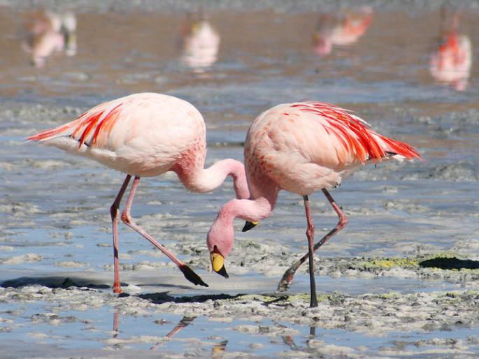 The arrival of flamingos is delayed due to rain | पावसामुळे फ्लेमिंगोचे आगमन लांबणीवर, डिसेंबरमध्ये किलबिलाट वाढणार The arrival of flamingos is delayed due to rain | पावसामुळे फ्लेमिंगोचे आगमन लांबणीवर, डिसेंबरमध्ये किलबिलाट वाढणार