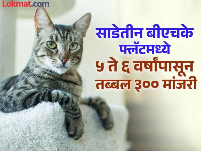 As many as 300 cats found in a flat Sensational incident in Hadapsar area | Pune: सदनिकेत आढळल्या तब्बल ३०० मांजरी; हडपसर परिसरातील खळबळजनक प्रकार As many as 300 cats found in a flat Sensational incident in Hadapsar area | Pune: सदनिकेत आढळल्या तब्बल ३०० मांजरी; हडपसर परिसरातील खळबळजनक प्रकार