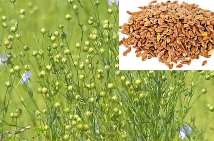 Agriculture to increase area of flax seeds crop! | जवस पिकाचे क्षेत्र वाढविण्यासाठी शेतीशाळा! Agriculture to increase area of flax seeds crop! | जवस पिकाचे क्षेत्र वाढविण्यासाठी शेतीशाळा!
