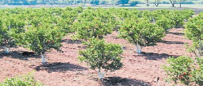 Irrigation wells, orchards will be planted in the farms of farmers! | सिंचन विहिरी, शेततळे धारकांच्या शेतीत होणार फळबाग लागवड ! Irrigation wells, orchards will be planted in the farms of farmers! | सिंचन विहिरी, शेततळे धारकांच्या शेतीत होणार फळबाग लागवड !