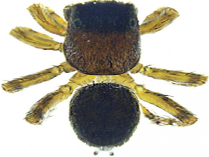 Discovery of a new species of spider; Congratulations will be known as Vardhman | कोळ्याच्या नव्या प्रजातीचा शोध; अभिनंदन वर्धमान यांच्या नावाने ओळखला जाणार Discovery of a new species of spider; Congratulations will be known as Vardhman | कोळ्याच्या नव्या प्रजातीचा शोध; अभिनंदन वर्धमान यांच्या नावाने ओळखला जाणार