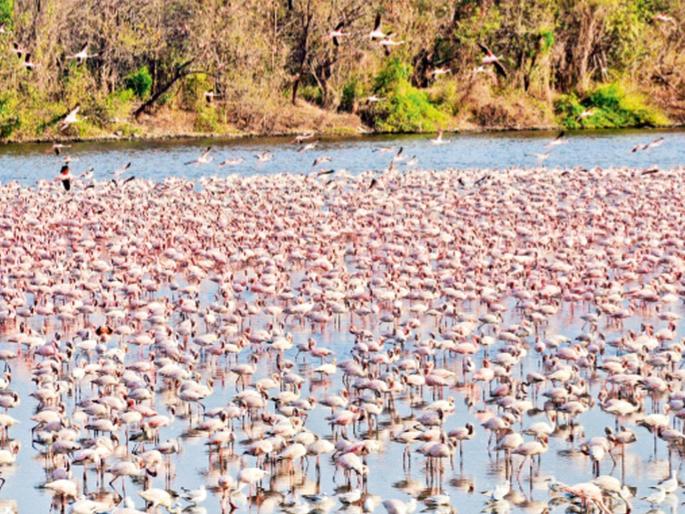 Nerul's Flamingo Lake polluted; Habitat in danger due to water flow ban, environmentalists warn of Nirvana | नेरूळचा फ्लेमिंगो तलाव प्रदूषित; जलप्रवाह बंदीमुळे अधिवास धोक्यात, पर्यावरणप्रेमींचा निर्वाणीचा इशारा Nerul's Flamingo Lake polluted; Habitat in danger due to water flow ban, environmentalists warn of Nirvana | नेरूळचा फ्लेमिंगो तलाव प्रदूषित; जलप्रवाह बंदीमुळे अधिवास धोक्यात, पर्यावरणप्रेमींचा निर्वाणीचा इशारा