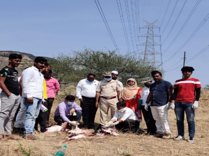 The unfortunate death of six flamingos due to electric shock; Incidents in Maval taluka | विजेच्या शॉकमुळे सहा फ्लेमिंगोंचा दुर्देवी मृत्यू; मावळ तालुक्यातील घटना 