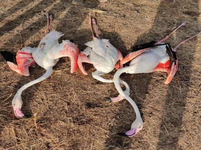 The tragic end of three flamingos by the shock of a high electric current; Incident at Talegaon Dabhade | उच्चदाब वीजवाहिनीच्या धक्क्याने तीन फ्लेमिंगोचा करूण अंत; तळेगाव दाभाडे येथील घटना The tragic end of three flamingos by the shock of a high electric current; Incident at Talegaon Dabhade | उच्चदाब वीजवाहिनीच्या धक्क्याने तीन फ्लेमिंगोचा करूण अंत; तळेगाव दाभाडे येथील घटना
