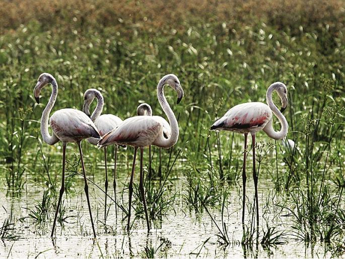 The capital of tourism has 300 kinds of birds; Ajanta caves are the most bird in the area | पर्यटनाच्या राजधानीत आहेत ३०० प्रकारचे पक्षी; अजिंठा लेणी परिसरात आहेत सर्वाधिक पक्षी