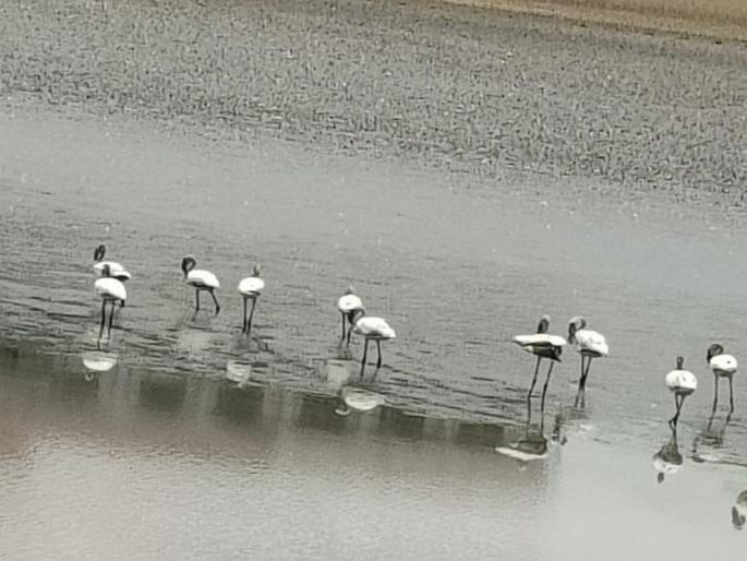 Navi Mumbai: Tukaram Mundhe to probe flamingo death, CM directs after NatConnect complaint | Navi Mumbai: तुकाराम मुंढे फ्लेमिंगो मृत्यूची चौकशी करणार, नॅटकनेक्ट तक्रारीनंतर मुख्यमंत्र्यांचे निर्देश Navi Mumbai: Tukaram Mundhe to probe flamingo death, CM directs after NatConnect complaint | Navi Mumbai: तुकाराम मुंढे फ्लेमिंगो मृत्यूची चौकशी करणार, नॅटकनेक्ट तक्रारीनंतर मुख्यमंत्र्यांचे निर्देश
