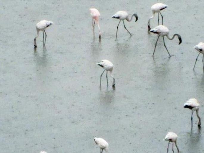 5 percent of the birds are backed by climate change | हवामान बदलामुळे ७० टक्के पक्ष्यांची पाठ 5 percent of the birds are backed by climate change | हवामान बदलामुळे ७० टक्के पक्ष्यांची पाठ