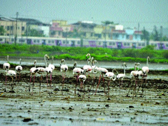 Visiting Fleming of Europe in Vasai-Naigaon | वसई-नायगावमध्ये युरोपातील पाहुण्या फ्लेमिंगोंचे आगमन Visiting Fleming of Europe in Vasai-Naigaon | वसई-नायगावमध्ये युरोपातील पाहुण्या फ्लेमिंगोंचे आगमन