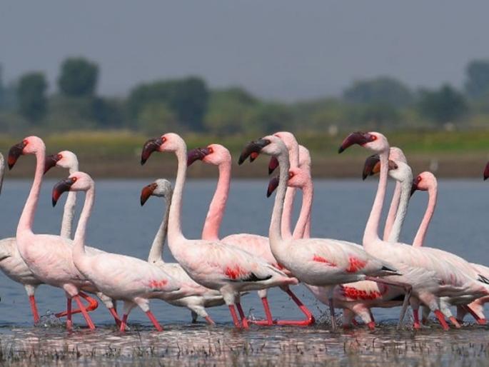 Laser Flamingo's crowd at the Ujani dam | उजनी धरणावर परराज्यातील लेसर फ्लेमिंगोची गर्दी Laser Flamingo's crowd at the Ujani dam | उजनी धरणावर परराज्यातील लेसर फ्लेमिंगोची गर्दी