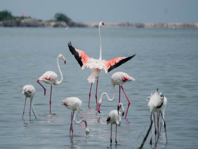 want to see flamingos head to the suburb bird lovers and scholars will also enjoy it in mumbai | फ्लेमिंगो पाहायचेत, उपनगराकडे चला! पक्षीप्रेमी, अभ्यासकांनाही मिळणार पर्वणी