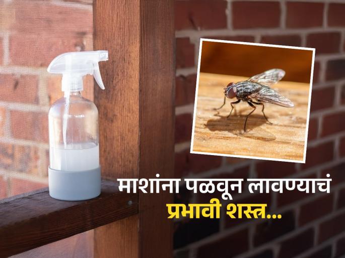 You can get rid of flies in your house by using these three remedies | पावसाळ्यात घरभर माशा? 'या' तीनपैकी एक उपाय केला तरी माशा होतील गायब-त्रासच नाही