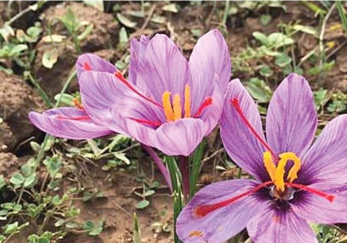 After Kashmir, saffron will be produced in Mahabaleshwar | काश्मीरनंतर महाबळेश्वरमध्ये होणार केशर उत्पादन After Kashmir, saffron will be produced in Mahabaleshwar | काश्मीरनंतर महाबळेश्वरमध्ये होणार केशर उत्पादन