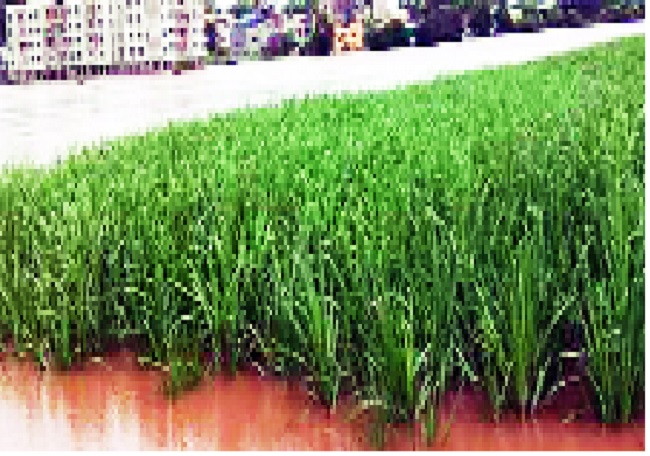 Benefits of loan waiver to 3 lakh farmers in the district | जिल्ह्यातील तीन लाख शेतकऱ्यांना कर्जमाफीचा लाभ Benefits of loan waiver to 3 lakh farmers in the district | जिल्ह्यातील तीन लाख शेतकऱ्यांना कर्जमाफीचा लाभ