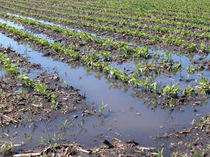 Agriculture Akola 28.10 crore needed for crop compensation assistance! | पीक नुकसान भरपाईच्या मदतीसाठी हवे २८.१० कोटी! Agriculture Akola 28.10 crore needed for crop compensation assistance! | पीक नुकसान भरपाईच्या मदतीसाठी हवे २८.१० कोटी!