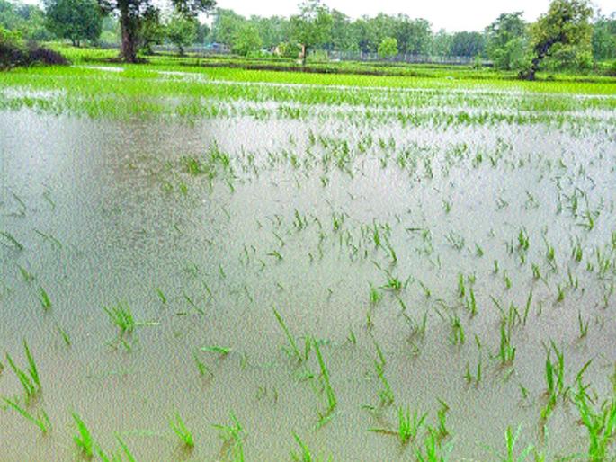 In many areas of Vikramagad taluka loss of farmers due to heavy rain | विक्रमगड तालुक्यातील अनेक भागातील भातरोपे कुजली, शेतकऱ्यांचे नुकसान In many areas of Vikramagad taluka loss of farmers due to heavy rain | विक्रमगड तालुक्यातील अनेक भागातील भातरोपे कुजली, शेतकऱ्यांचे नुकसान