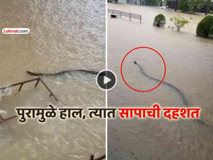trending thailand flood videos terrifying snake seen in water causing great panic among people viral social media | VIDEO: बापरे... पुराच्या पाण्यात दिसला महाभयानक साप, थायलंडच्या लोकांमध्ये प्रचंड घबराट