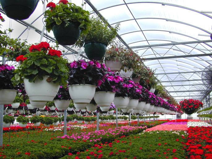Floriculture estate likely to come up at goa | गोव्यात रिवण येथे होणार पुष्पोत्पादन वसाहत, वन खात्याची 200 हेक्टर जमीन करणार संपादित Floriculture estate likely to come up at goa | गोव्यात रिवण येथे होणार पुष्पोत्पादन वसाहत, वन खात्याची 200 हेक्टर जमीन करणार संपादित