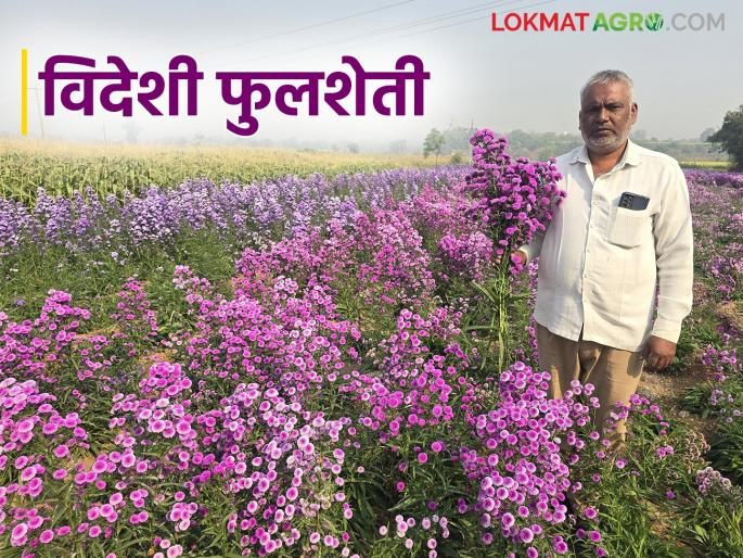 Farming of pink and blue daisy flowers, which are in demand for decoration, is yielding profits worth lakhs | सजावटीसाठी मागणी असणाऱ्या डेजी पिंक व डेजी ब्ल्यू फुलांची शेती देतेय लाखोंचा नफा Farming of pink and blue daisy flowers, which are in demand for decoration, is yielding profits worth lakhs | सजावटीसाठी मागणी असणाऱ्या डेजी पिंक व डेजी ब्ल्यू फुलांची शेती देतेय लाखोंचा नफा
