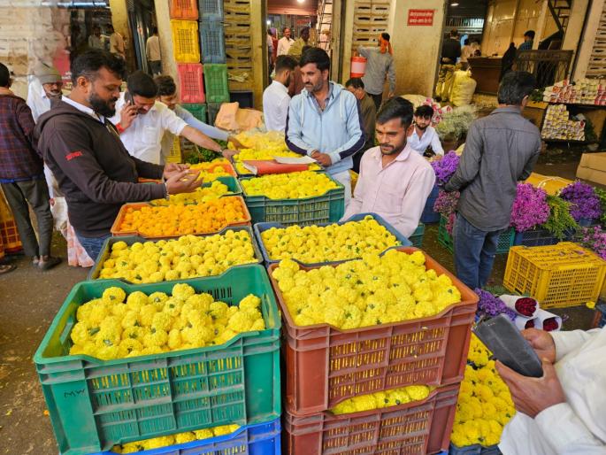 Bhav ate with marigold flowers this year on Dussehra; Marigold costs Rs 80 to 100 per kg | Dasara: दसऱ्याला यंदा झेंडूच्या फुलांनी खाल्ला भाव; प्रतिकिलो झेंडूला मोजावे लागतायेत ८० ते १०० रुपये Bhav ate with marigold flowers this year on Dussehra; Marigold costs Rs 80 to 100 per kg | Dasara: दसऱ्याला यंदा झेंडूच्या फुलांनी खाल्ला भाव; प्रतिकिलो झेंडूला मोजावे लागतायेत ८० ते १०० रुपये