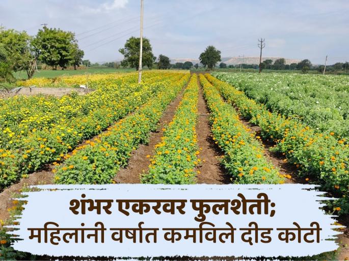 Flower farming flourishes on 100 acres in Shirodi of Chhatrapati Sambhajinagar Dist; 10 women's self-help groups earn Rs 1.5 crore annually | शंभर एकरवर फुलशेतीचा दरवळ; गावातील महिलांची वर्षाची कमाई दीड कोटी Flower farming flourishes on 100 acres in Shirodi of Chhatrapati Sambhajinagar Dist; 10 women's self-help groups earn Rs 1.5 crore annually | शंभर एकरवर फुलशेतीचा दरवळ; गावातील महिलांची वर्षाची कमाई दीड कोटी