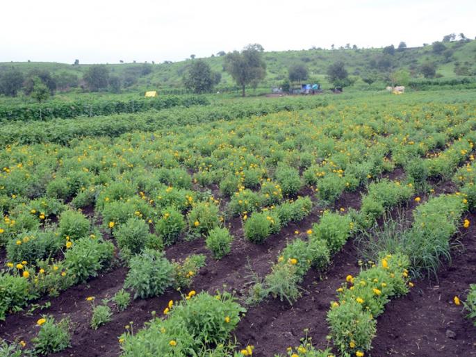 Flower farming is regularly done in Panshendra of jalana district from three generations | जालन्यातील पानशेंद्रा येथे तीन पिढ्यांपासून फुलते बाराही महिने फूलशेती; रोज होतो रोखीचा व्यवहार Flower farming is regularly done in Panshendra of jalana district from three generations | जालन्यातील पानशेंद्रा येथे तीन पिढ्यांपासून फुलते बाराही महिने फूलशेती; रोज होतो रोखीचा व्यवहार