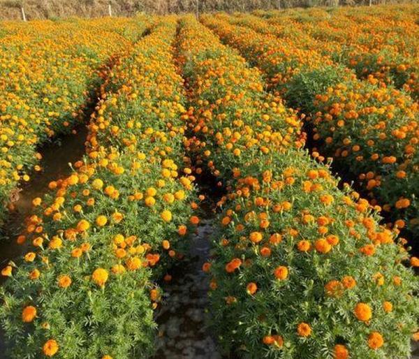 Corona loses floral aroma: billions hits to flower growers | कोरोनामुळे फुलांचा सुगंध हरवला : फूल उत्पादकांना कोट्यवधींचा फटका Corona loses floral aroma: billions hits to flower growers | कोरोनामुळे फुलांचा सुगंध हरवला : फूल उत्पादकांना कोट्यवधींचा फटका